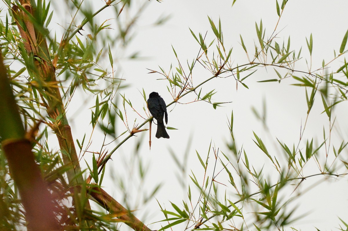 Square-tailed Drongo-Cuckoo - ML589730331