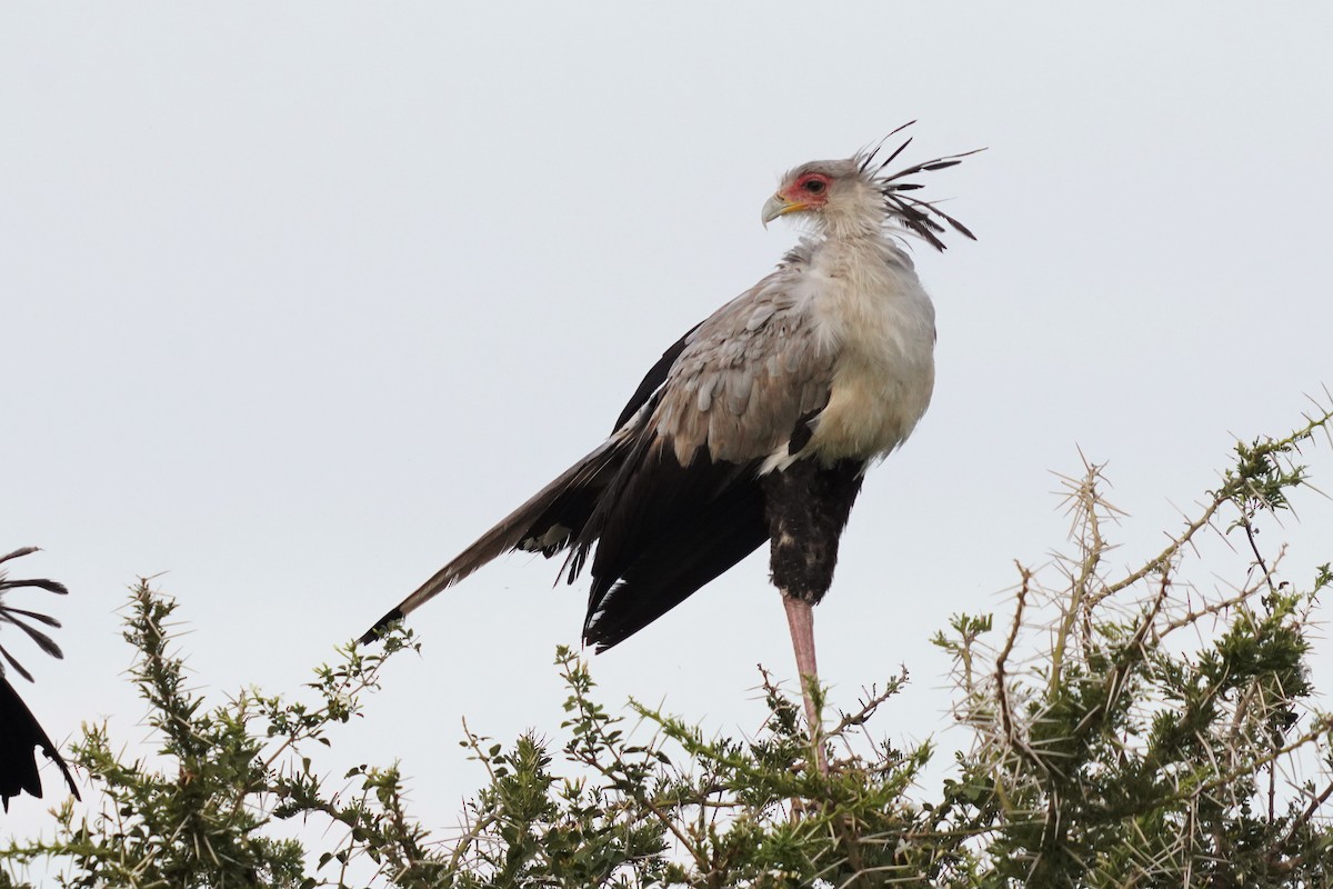 Secretarybird - ML589730811