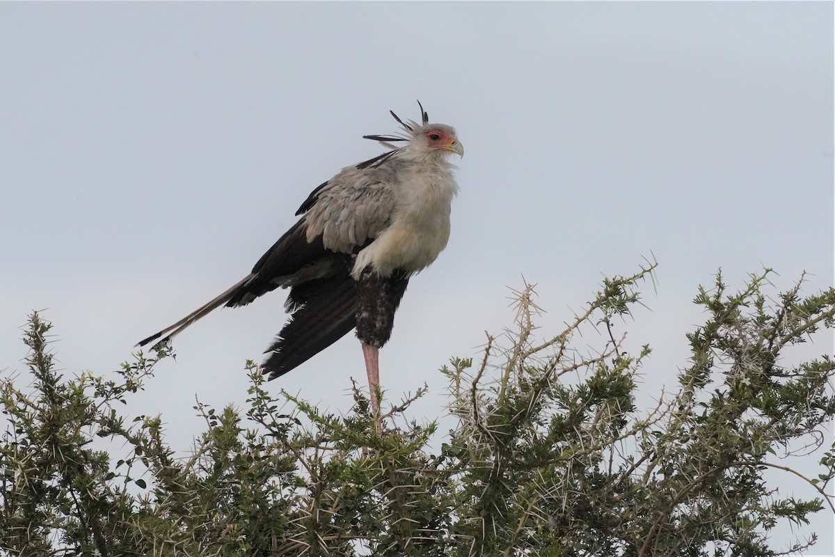 Secretarybird - ML589730821