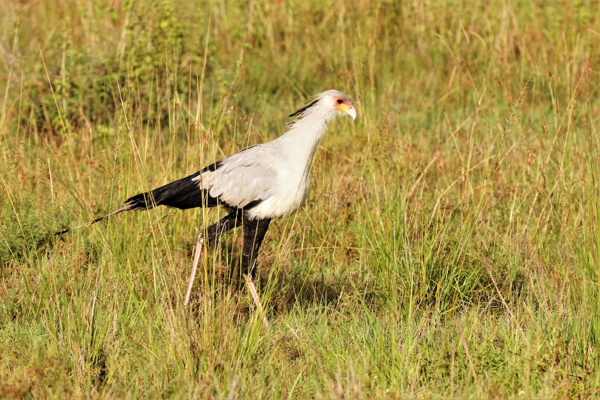 Secretarybird - ML589730831