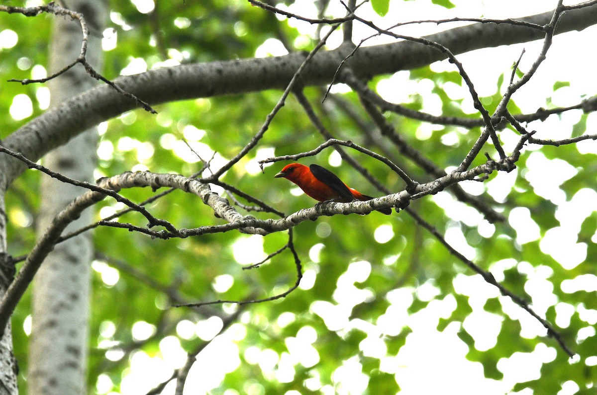 Scarlet Tanager - ML589731261