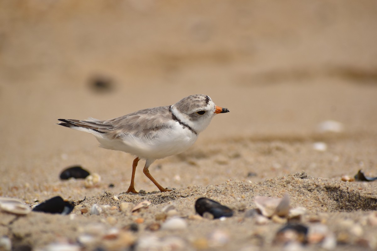 Piping Plover - ML589731771
