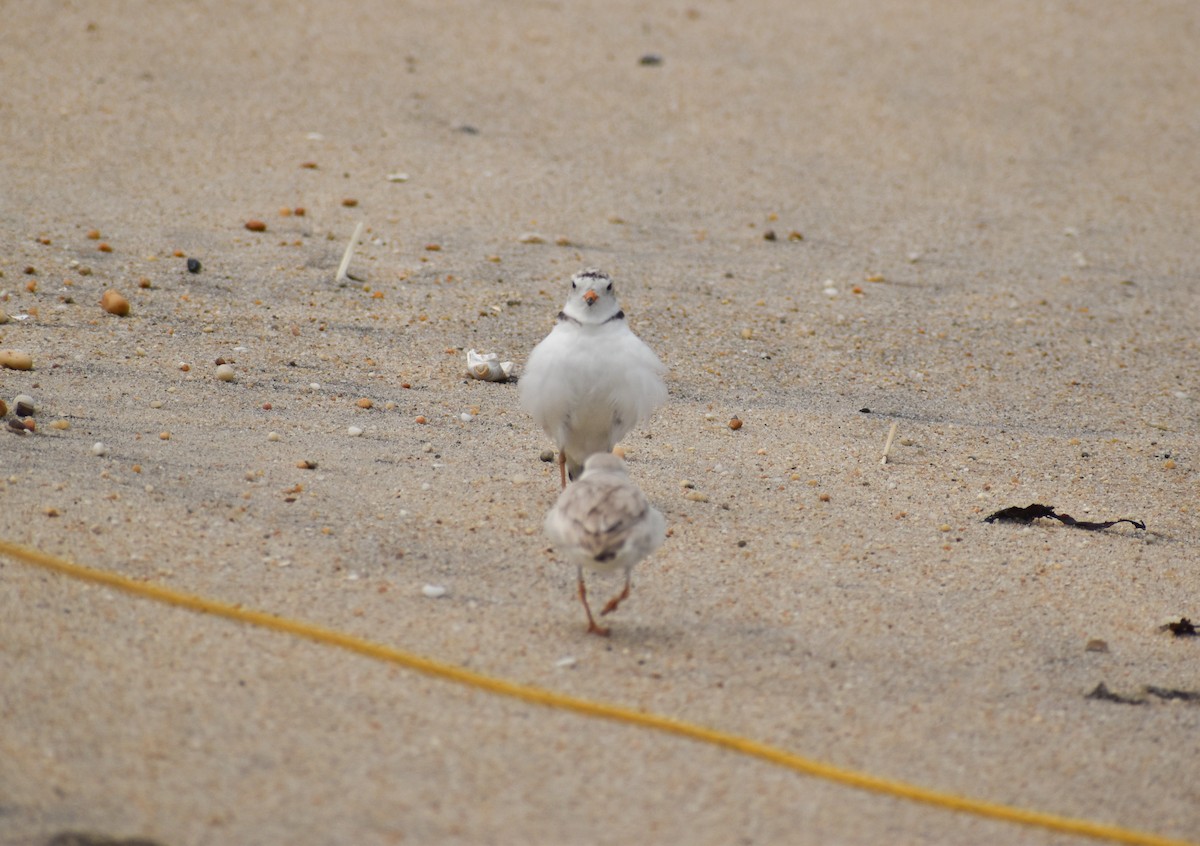 Piping Plover - ML589731791