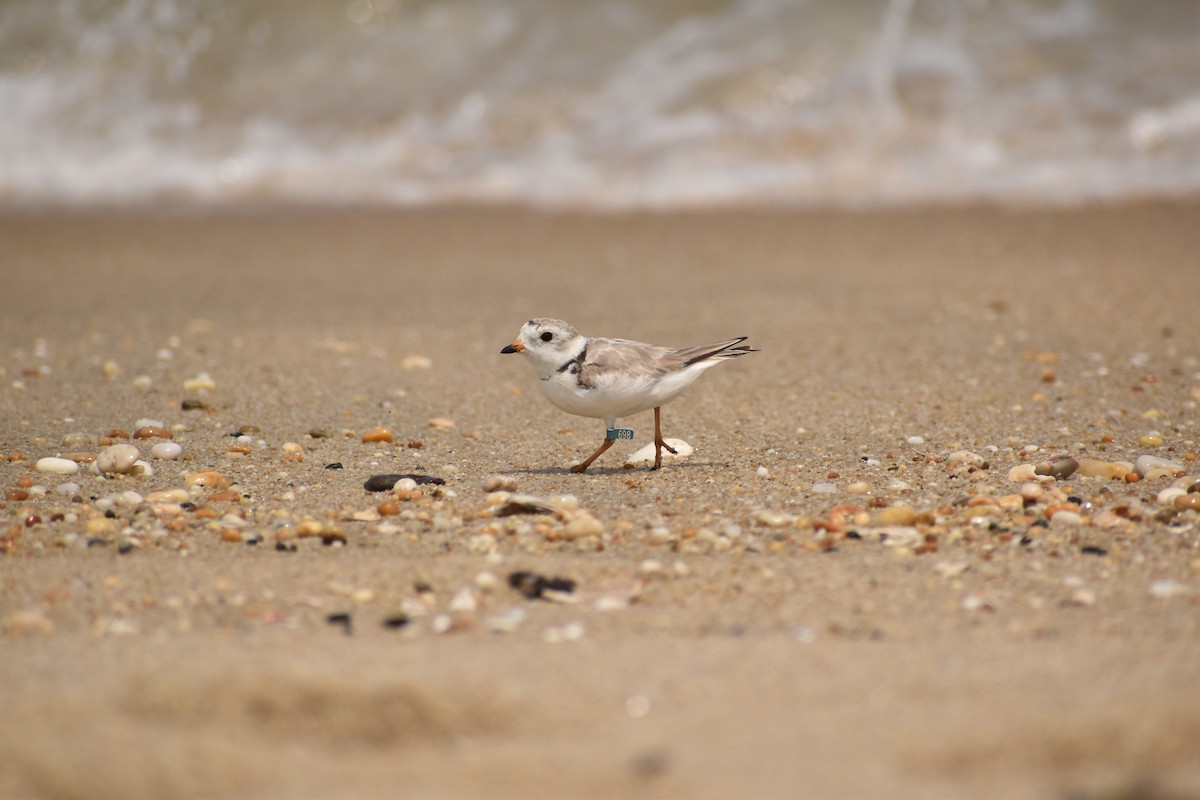 Piping Plover - ML589731841