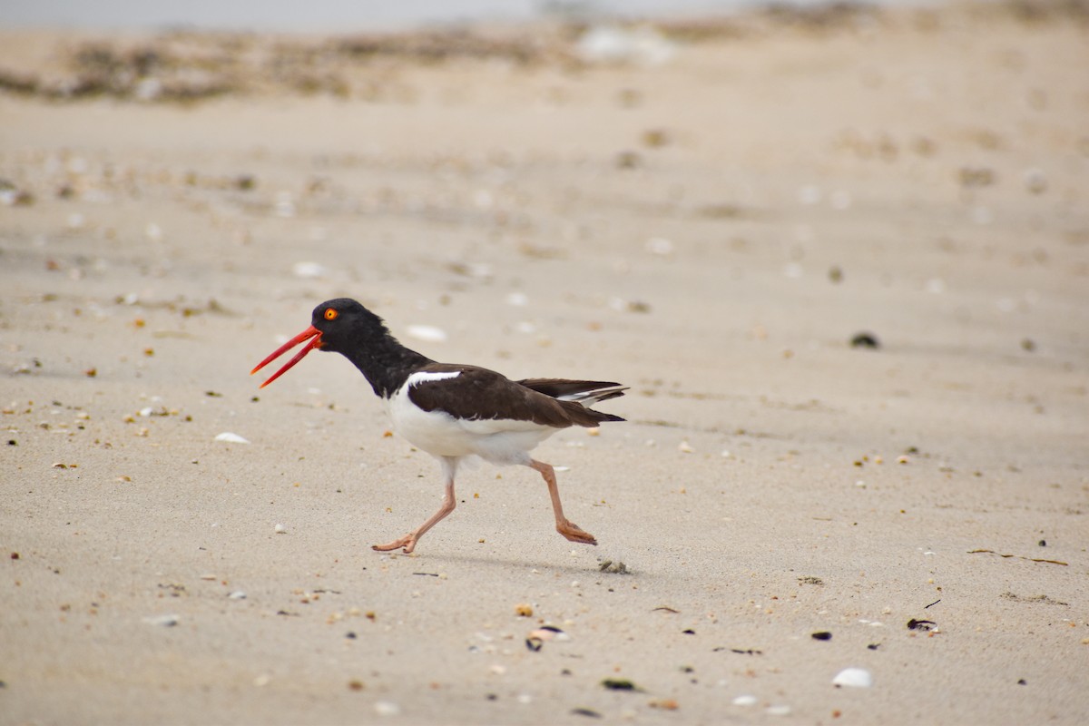 American Oystercatcher - ML589732031