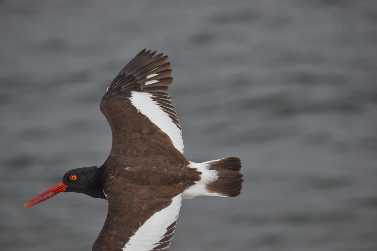American Oystercatcher - ML589732051