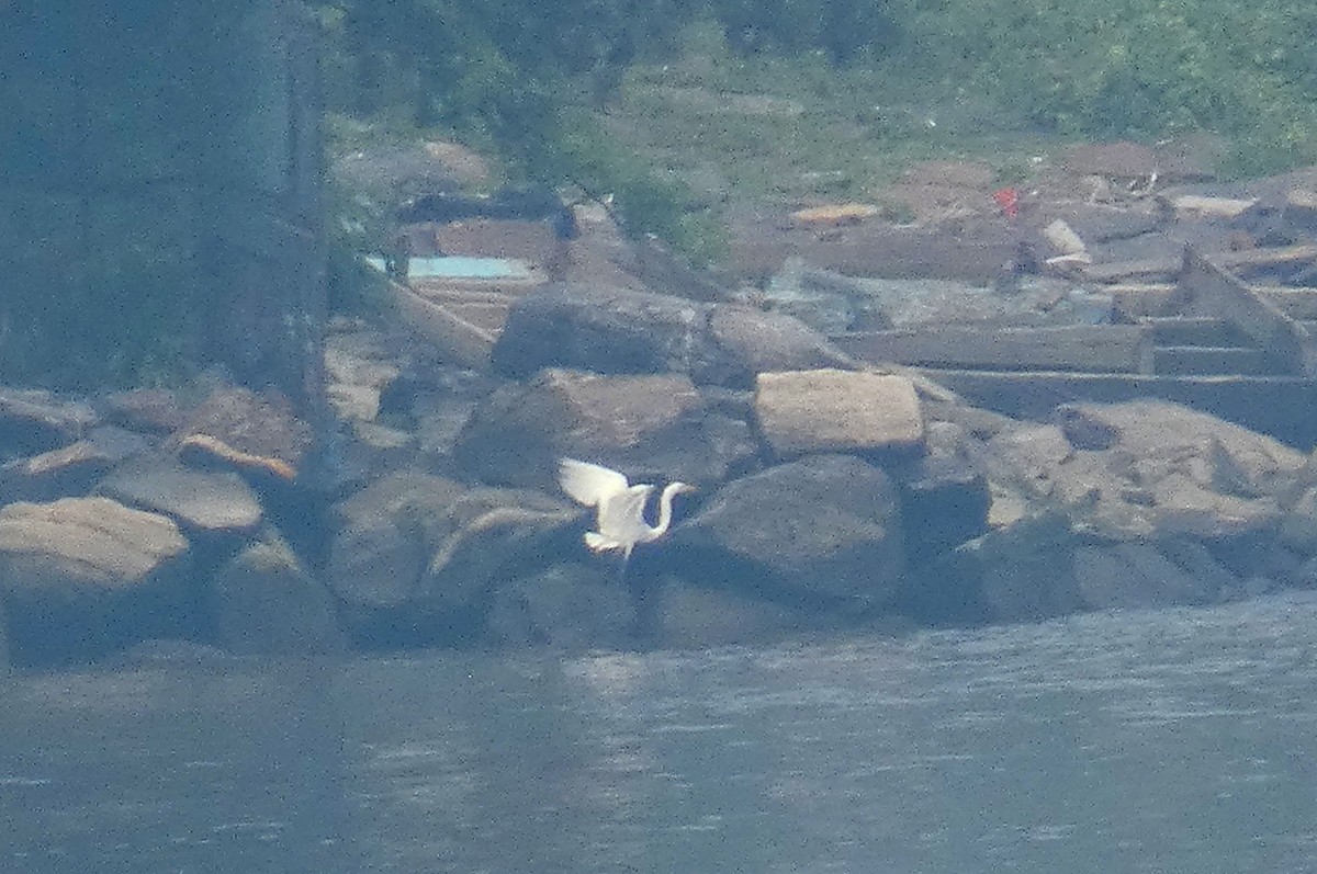 Great Egret - ML589732071