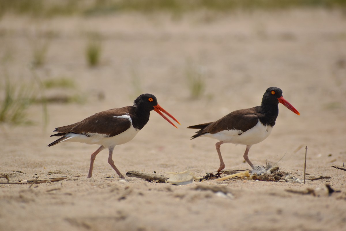 American Oystercatcher - ML589732181
