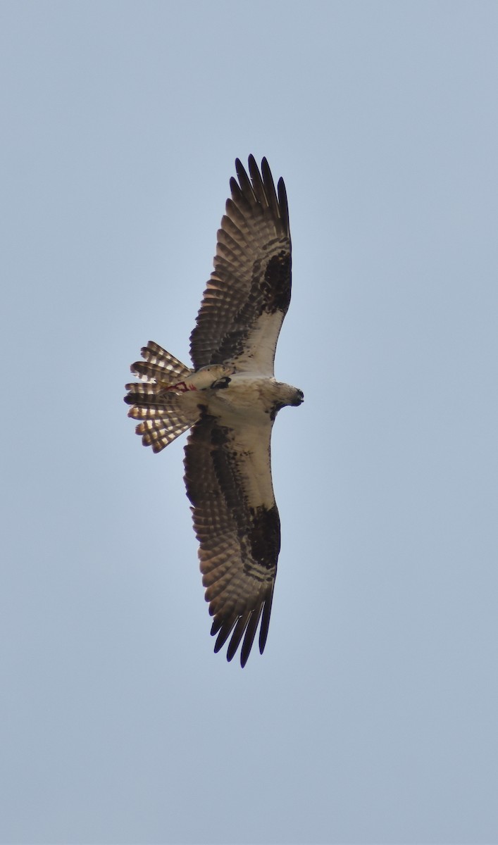 Osprey - ML589732211