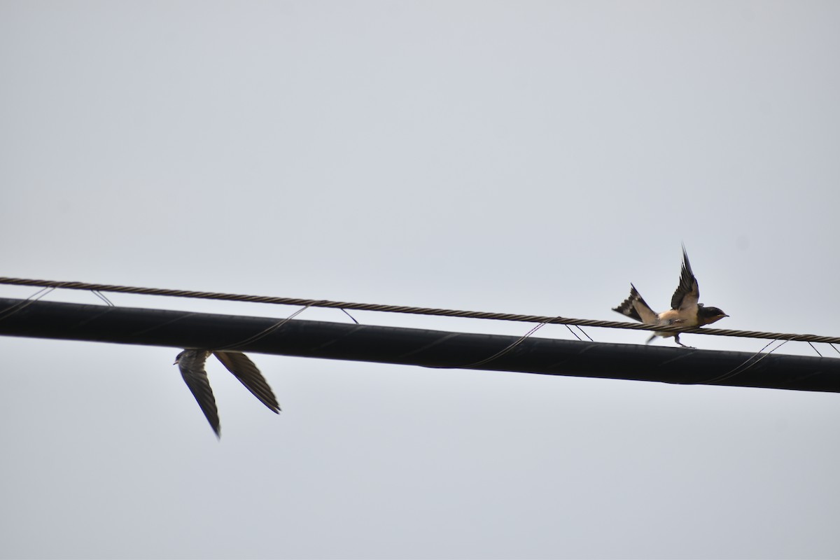 Barn Swallow - ML589732261