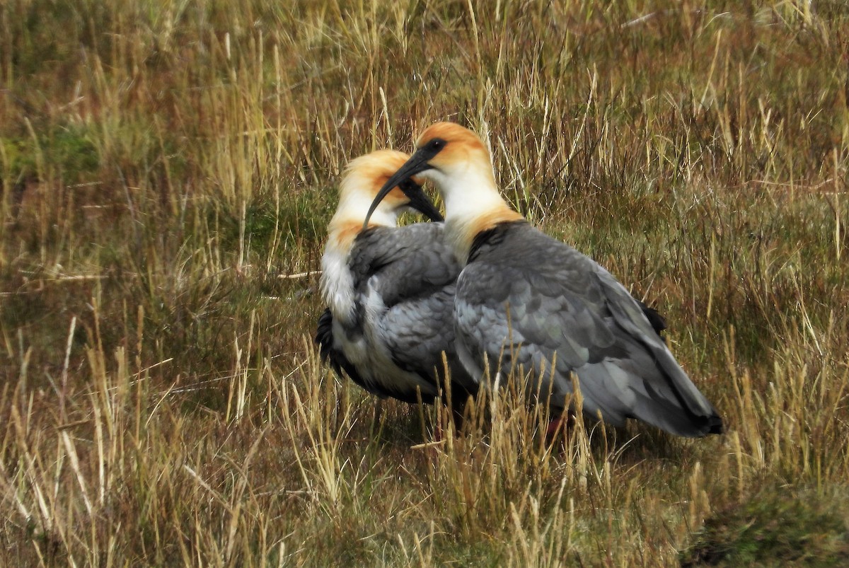 Andean Ibis - ML589733101