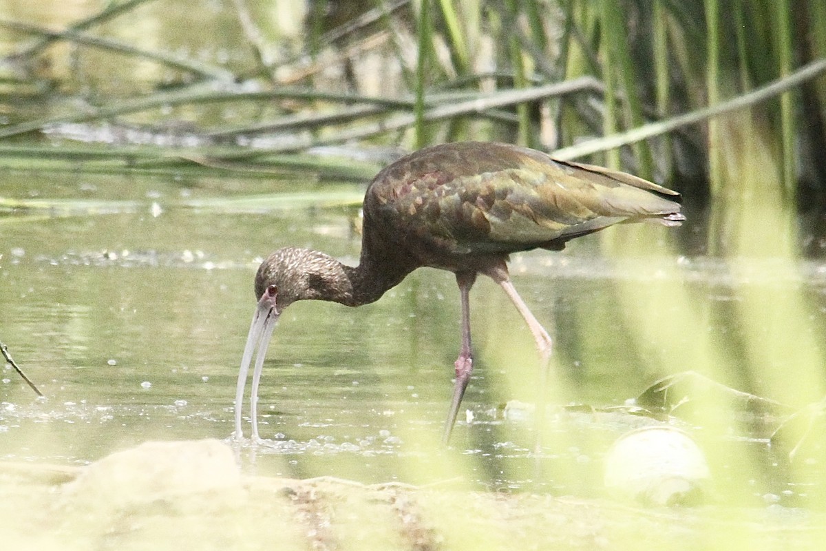 White-faced Ibis - Dale Provost