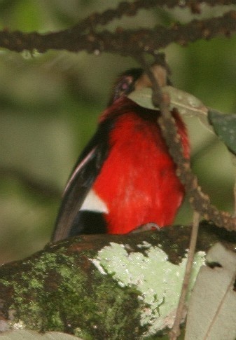 Double-toothed Barbet - ML58973341