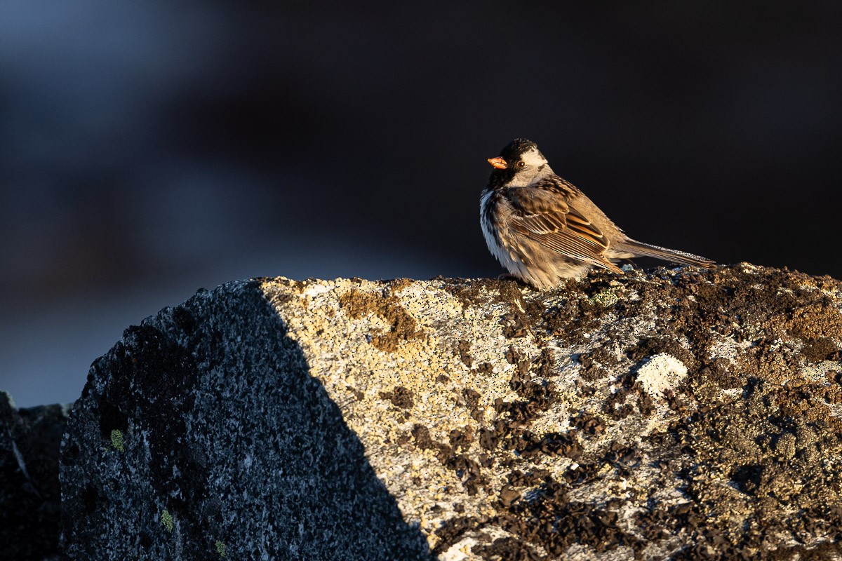 Harris's Sparrow - ML589733861