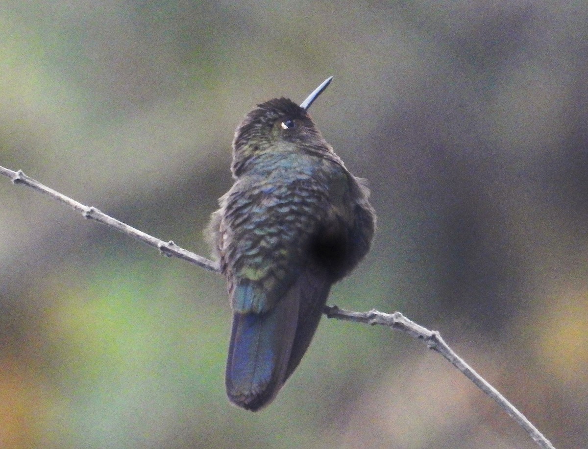 kolibřík ohnivohrdlý - ML589734001