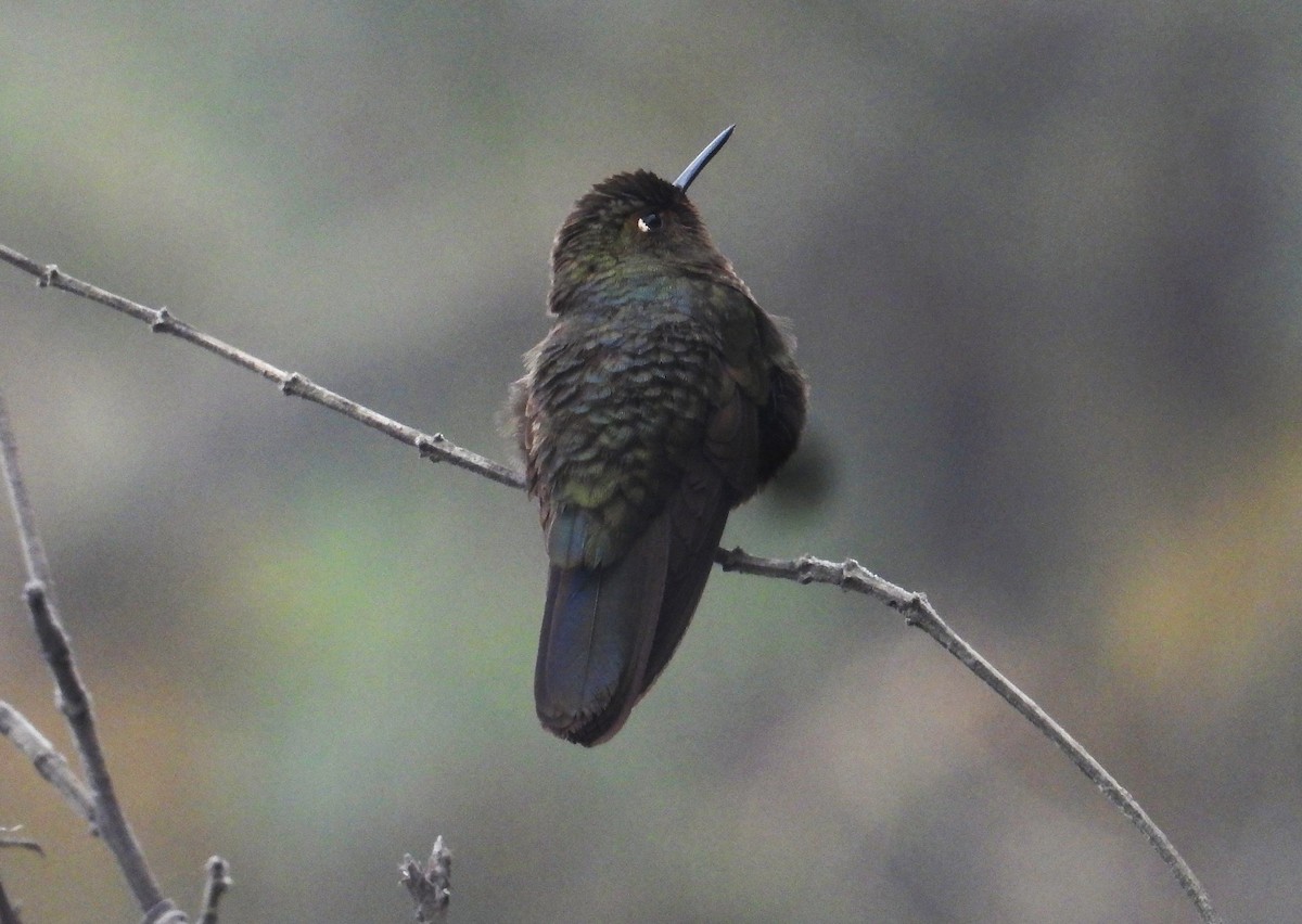 Fire-throated Metaltail - Morten Winther Dahl