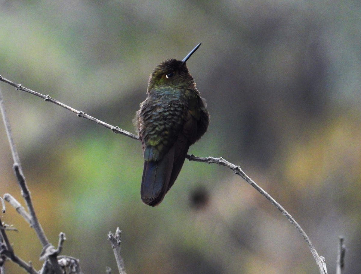 Fire-throated Metaltail - Morten Winther Dahl