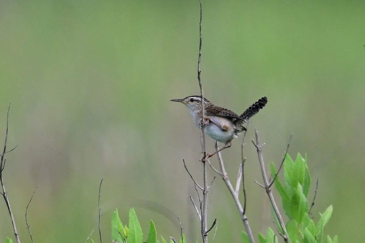 Marsh Wren - Eileen Gibney