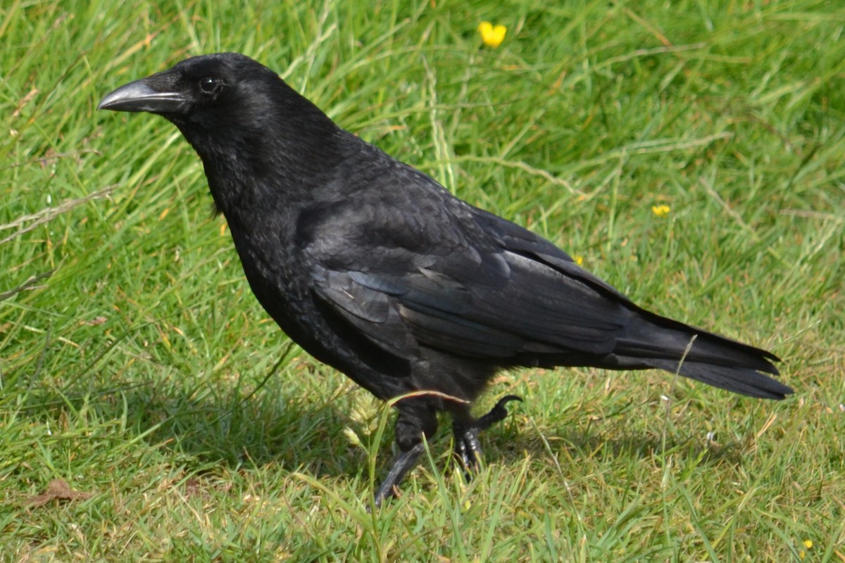 Carrion Crow - ML589735011