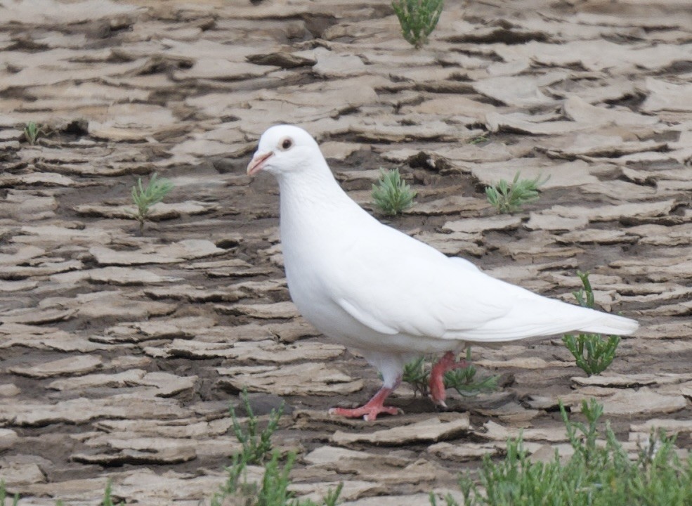 Rock Pigeon - ML589735281