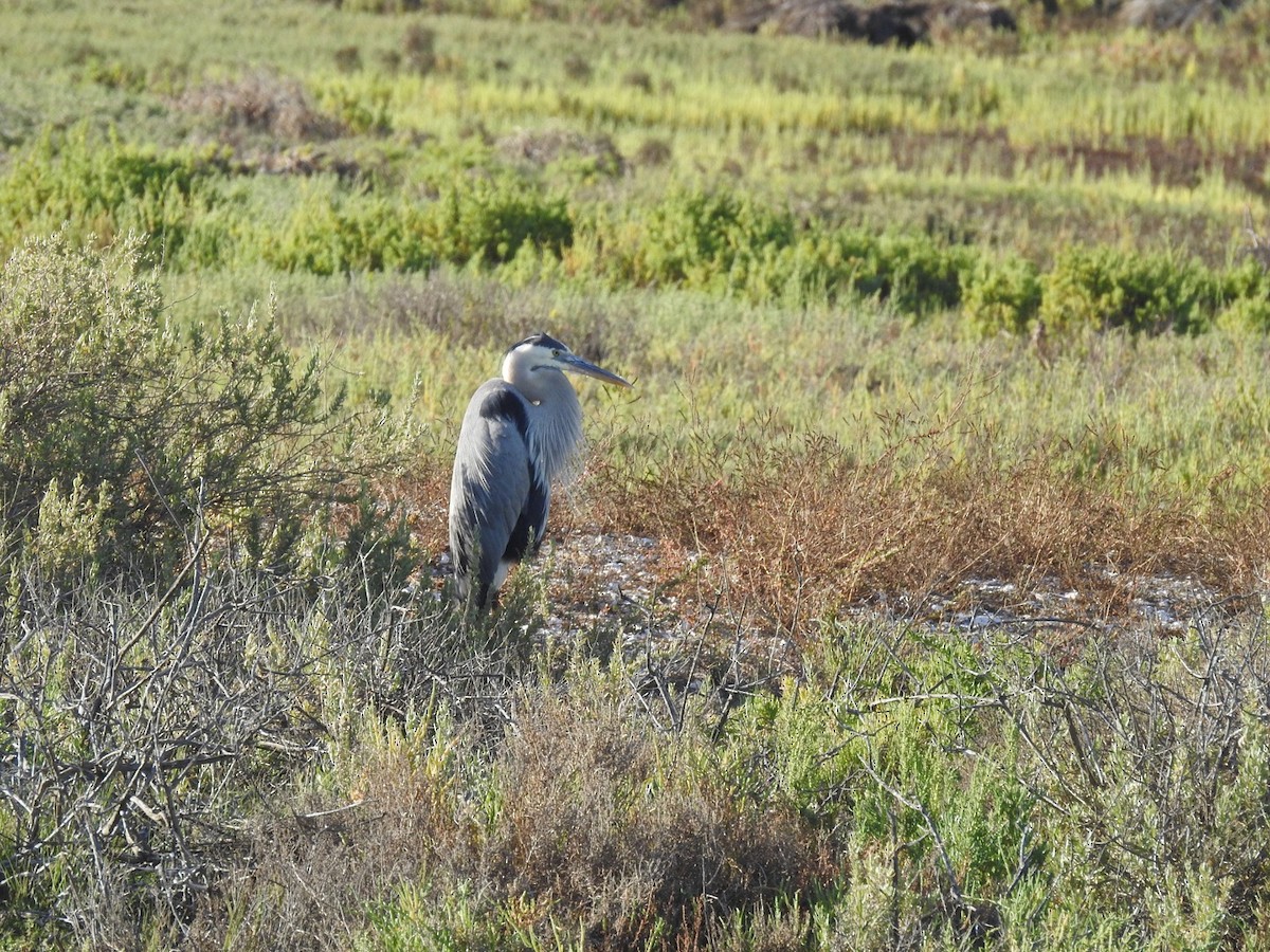 Great Blue Heron - ML58973541