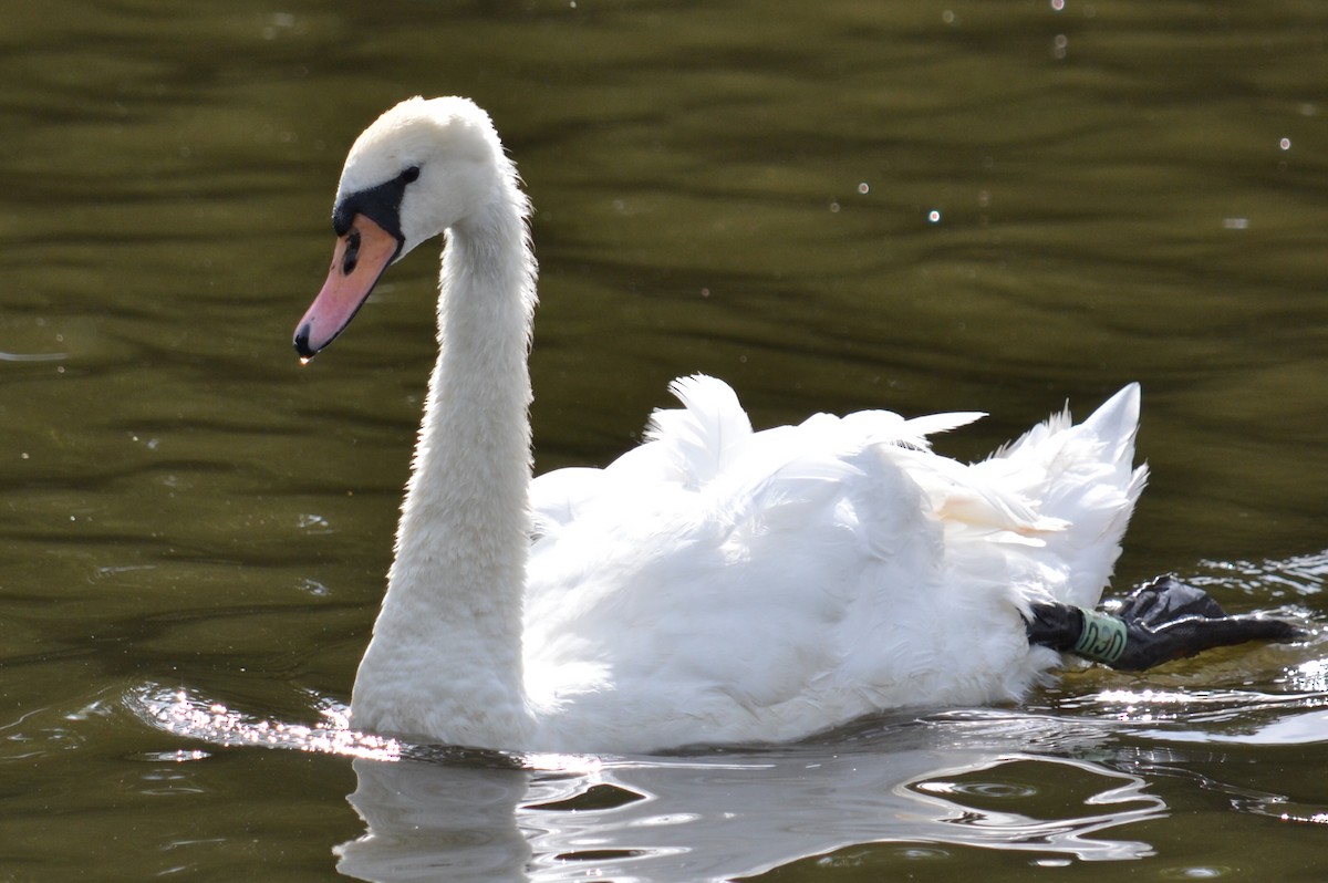 Cygne tuberculé - ML589736141