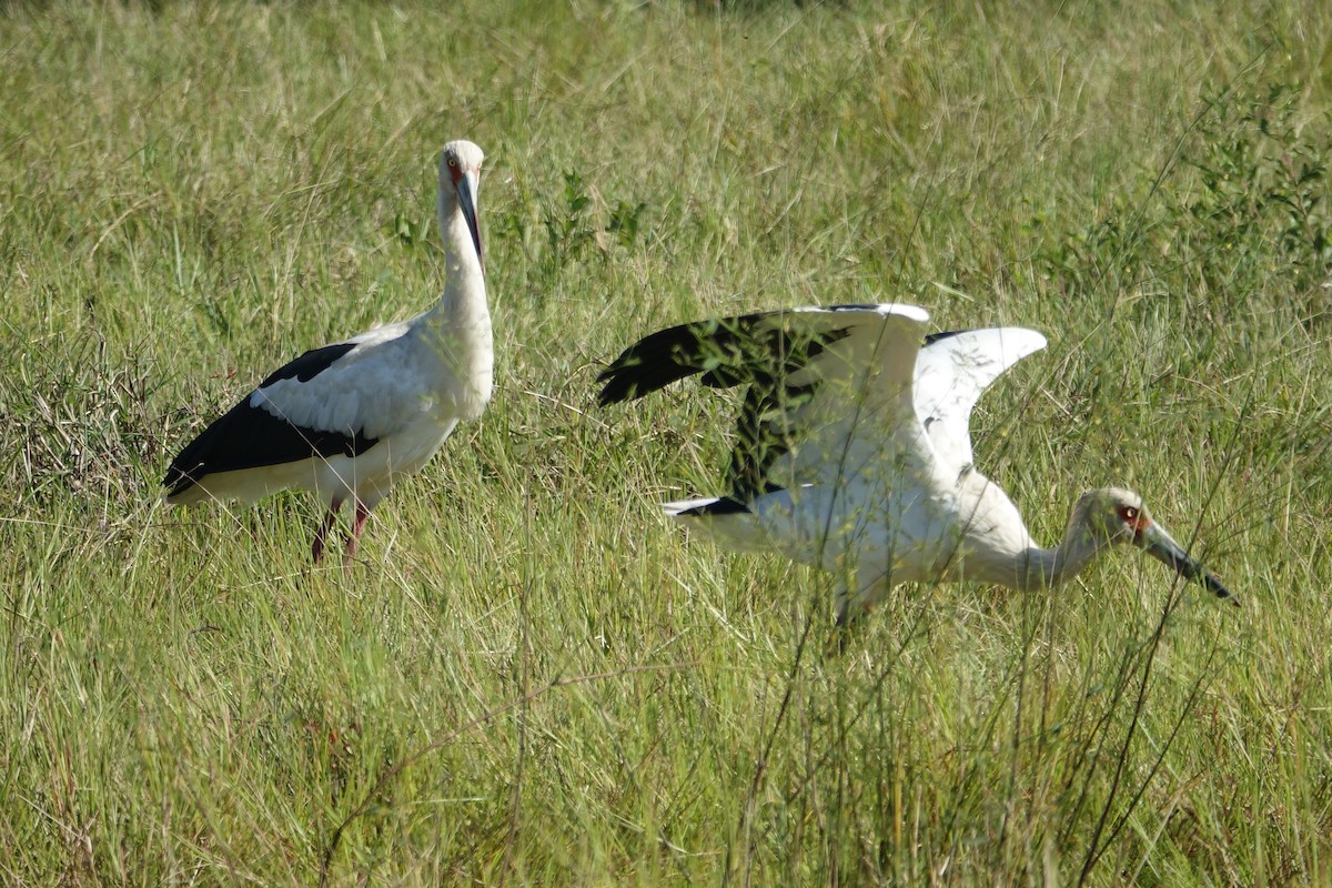 Maguari Stork - ML589736521