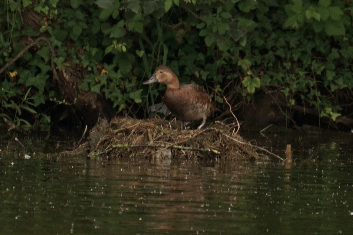 Common Pochard - ML589737001