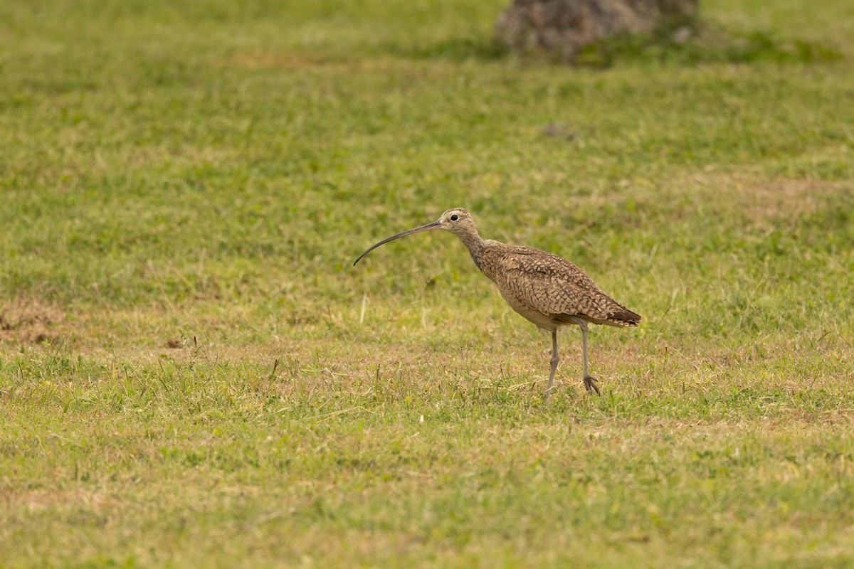 Long-billed Curlew - ML589737171