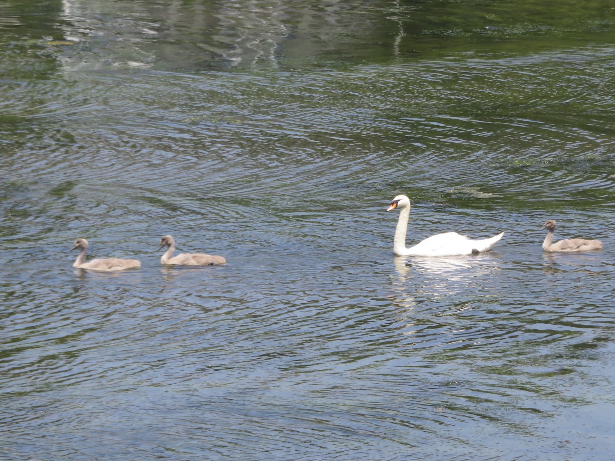 Canada Goose - Deb Caron