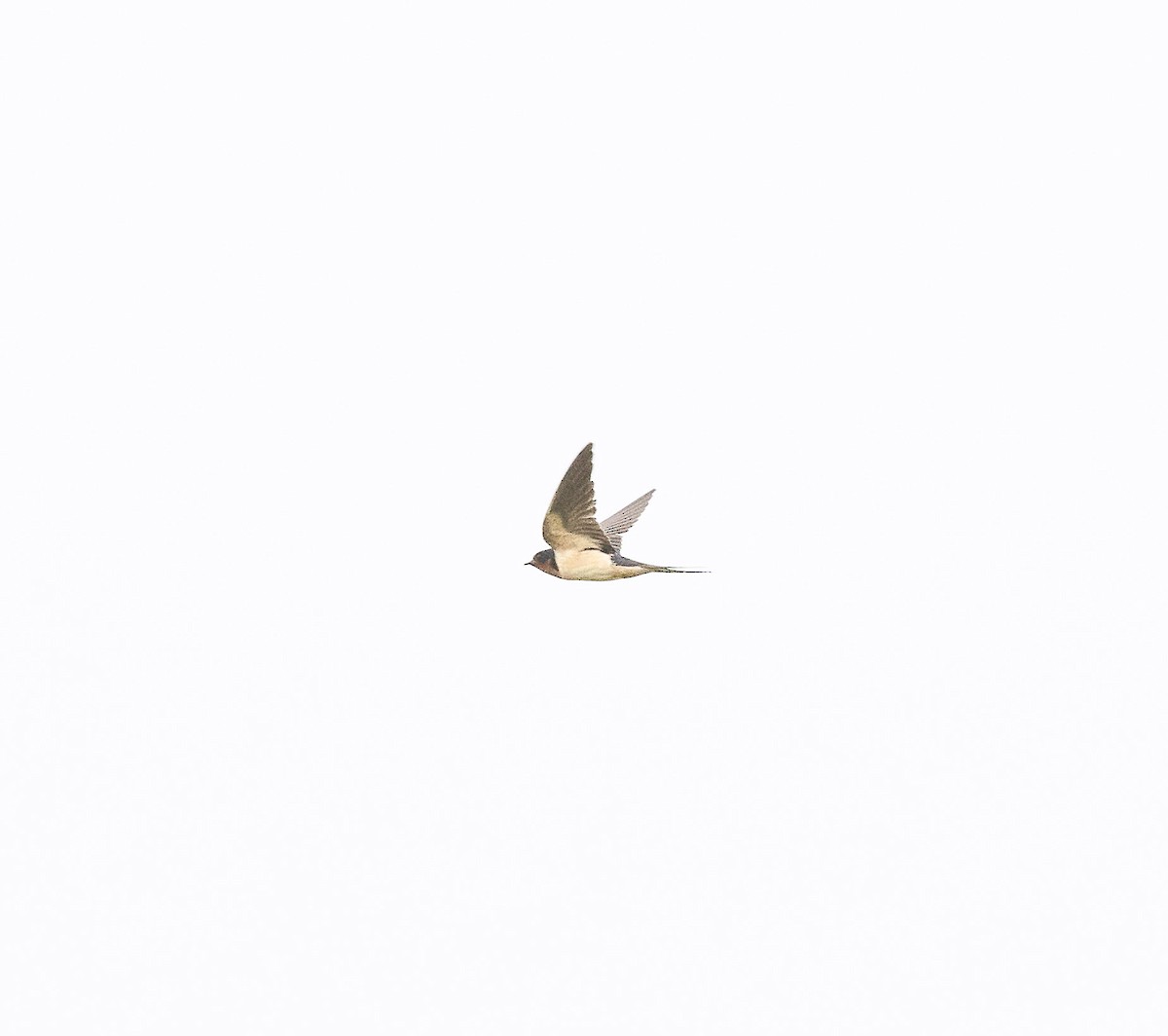 Barn Swallow - ML589738601