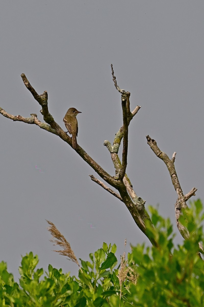 Willow Flycatcher - ML589738691