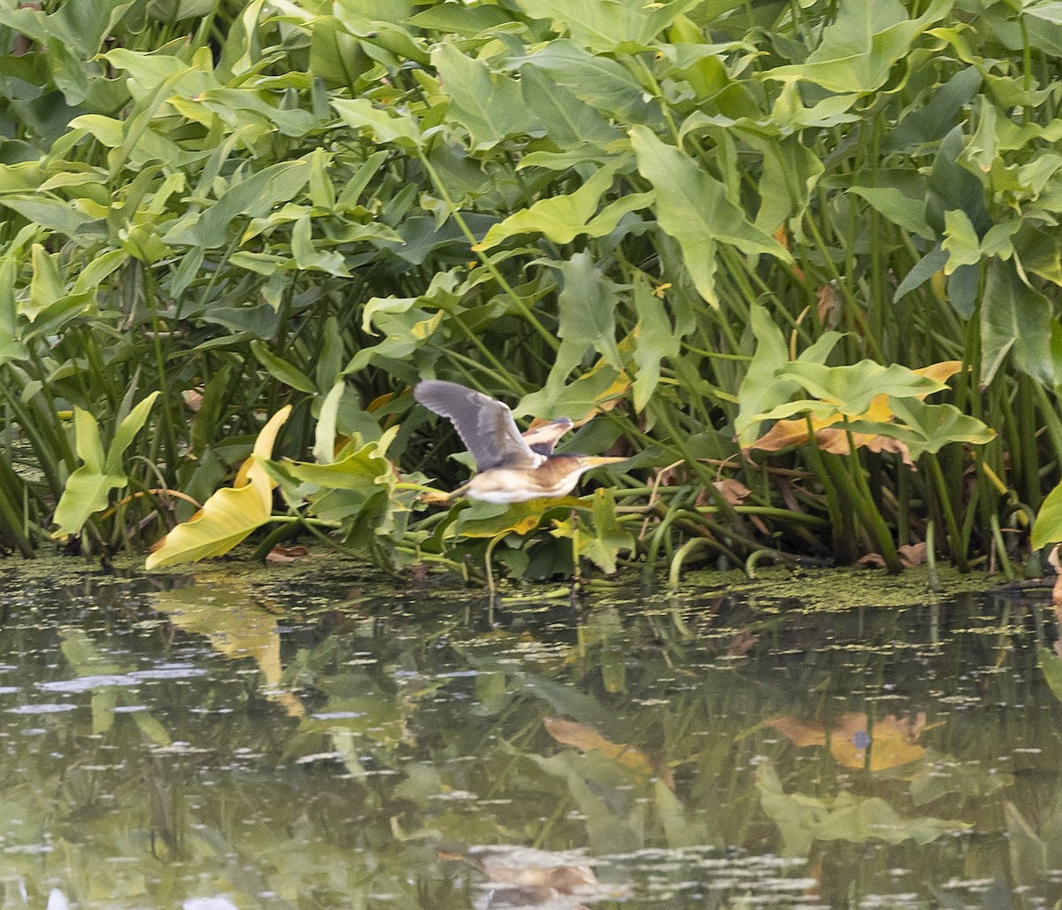 Least Bittern - ML589739221