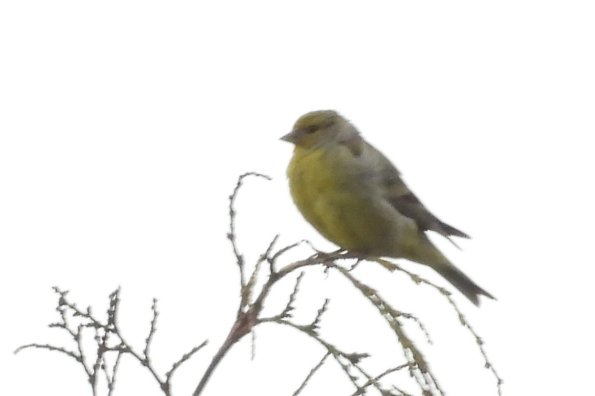 Citril Finch - ML589739321