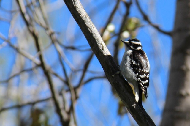 Downy/Hairy Woodpecker - ML58974011