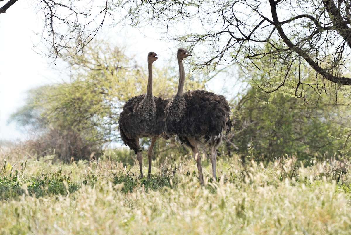 Common Ostrich - ML589740161