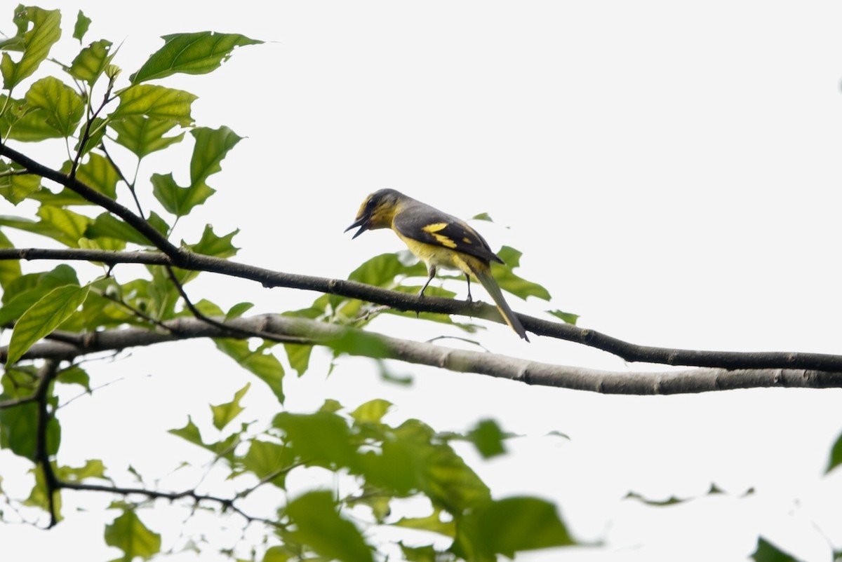 Minivet Escarlata - ML589740321