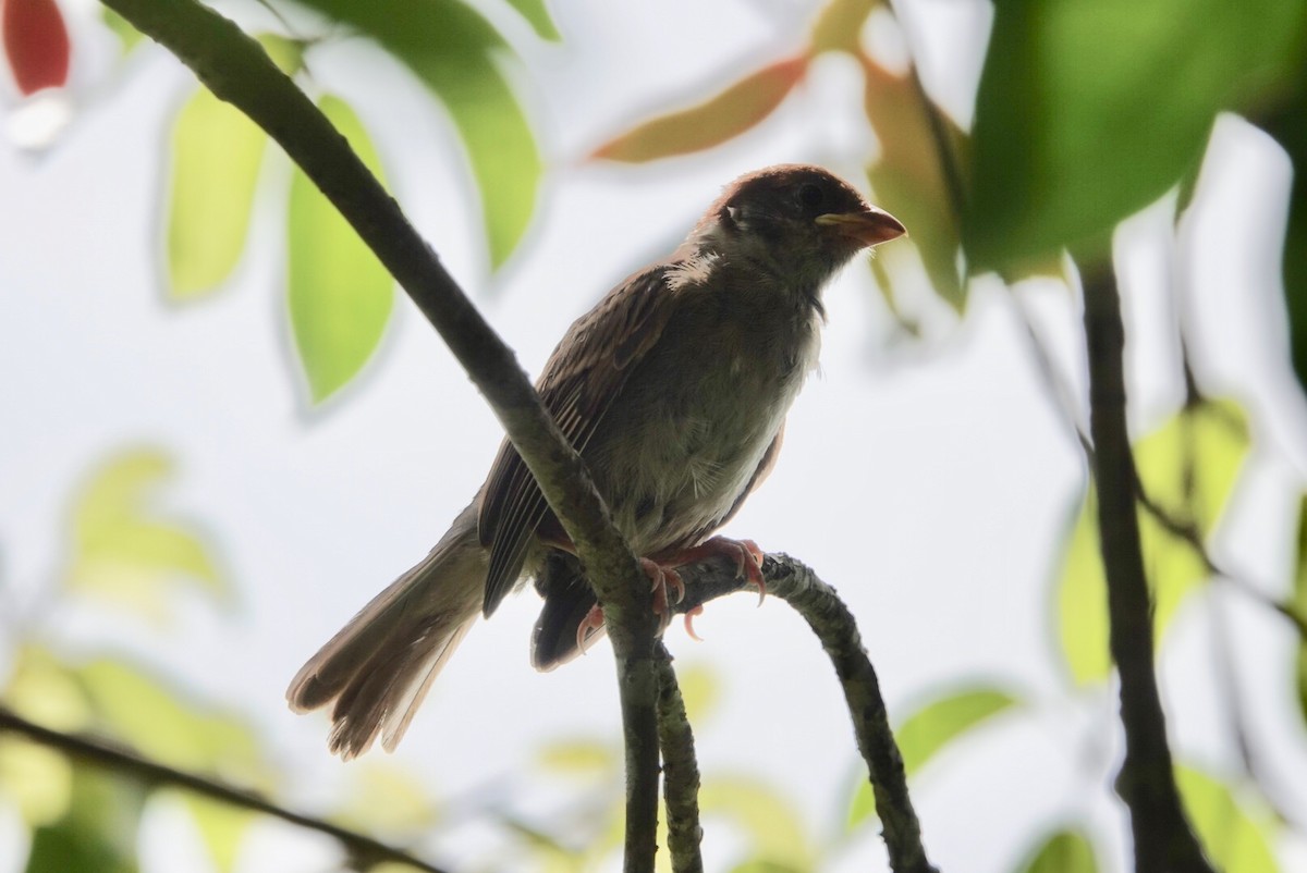 Eurasian Tree Sparrow - Lam Chan