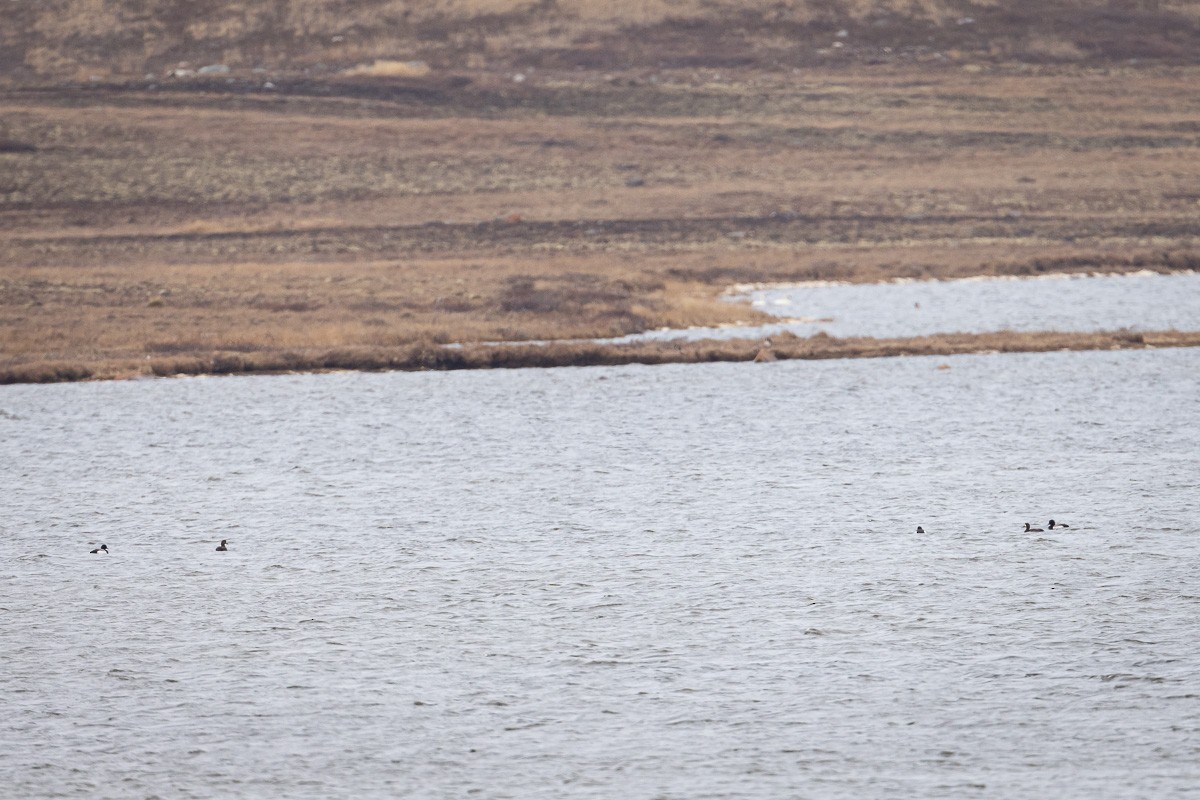 Greater Scaup - ML589740581