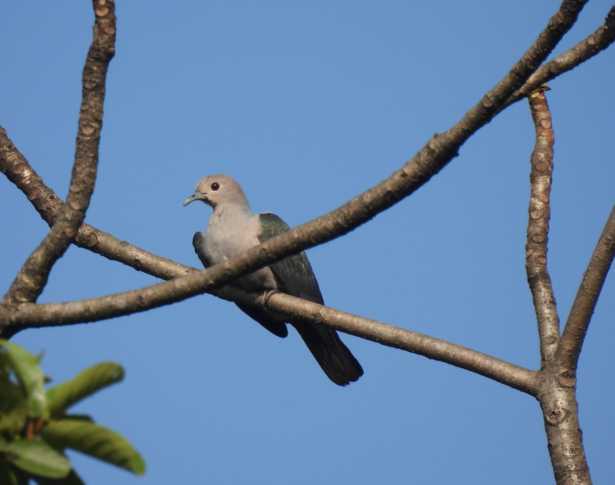 Green Imperial-Pigeon - ML589740591