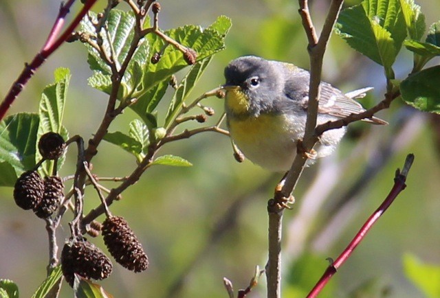 Meisenwaldsänger - ML58974061