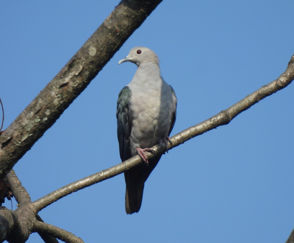 Green Imperial-Pigeon - ML589740731