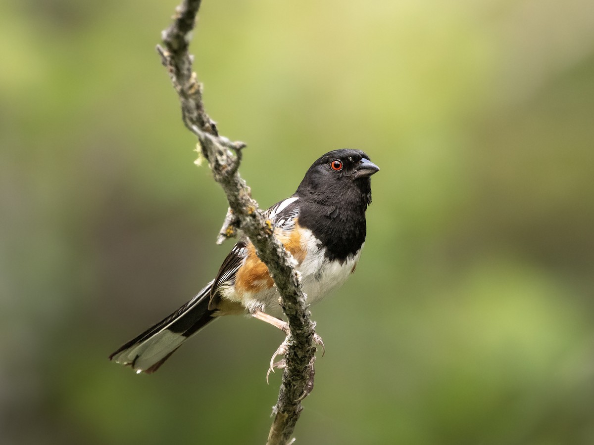 Spotted Towhee - ML589741191