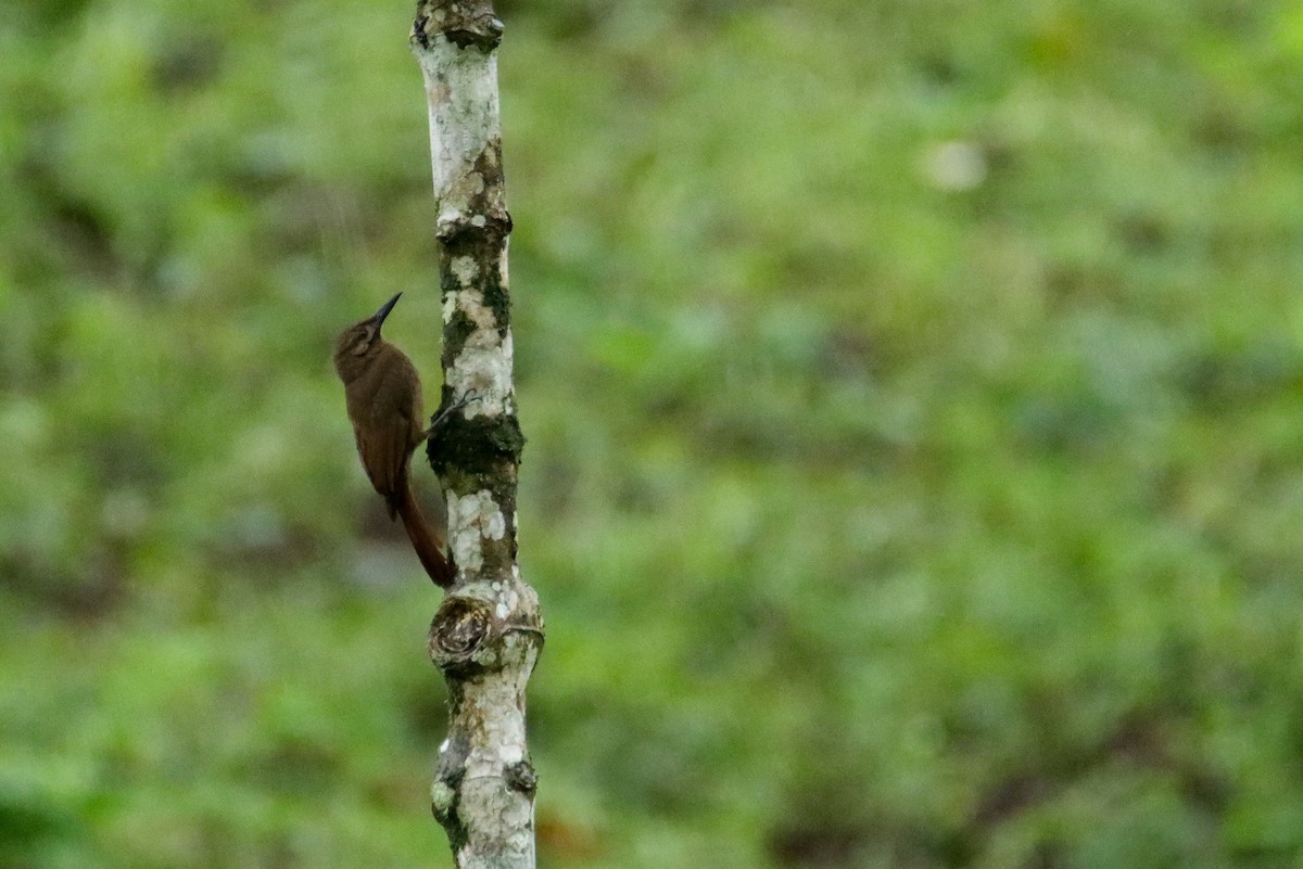 Plain-brown Woodcreeper - ML589741241