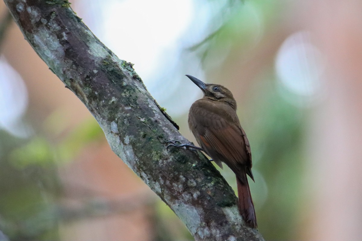 Plain-brown Woodcreeper - ML589741251