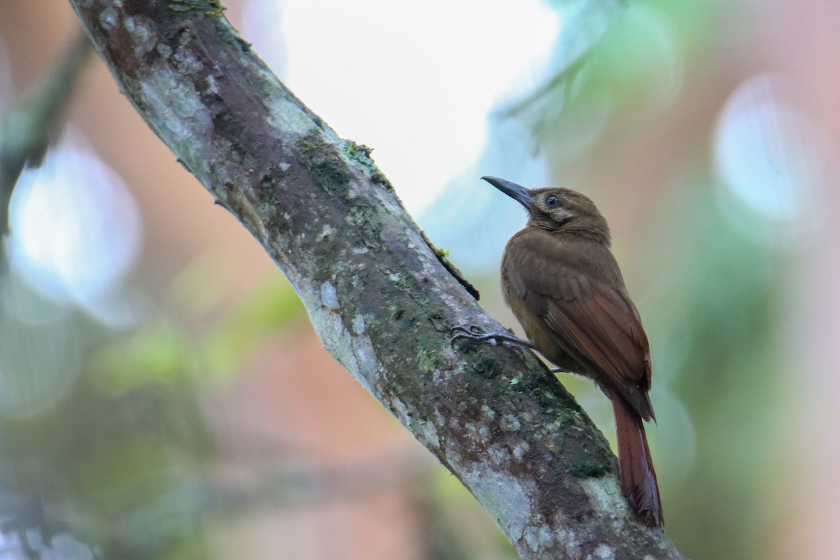 Plain-brown Woodcreeper - ML589741261