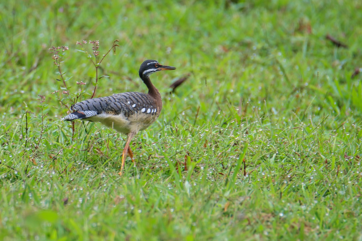 Sunbittern - ML589741281