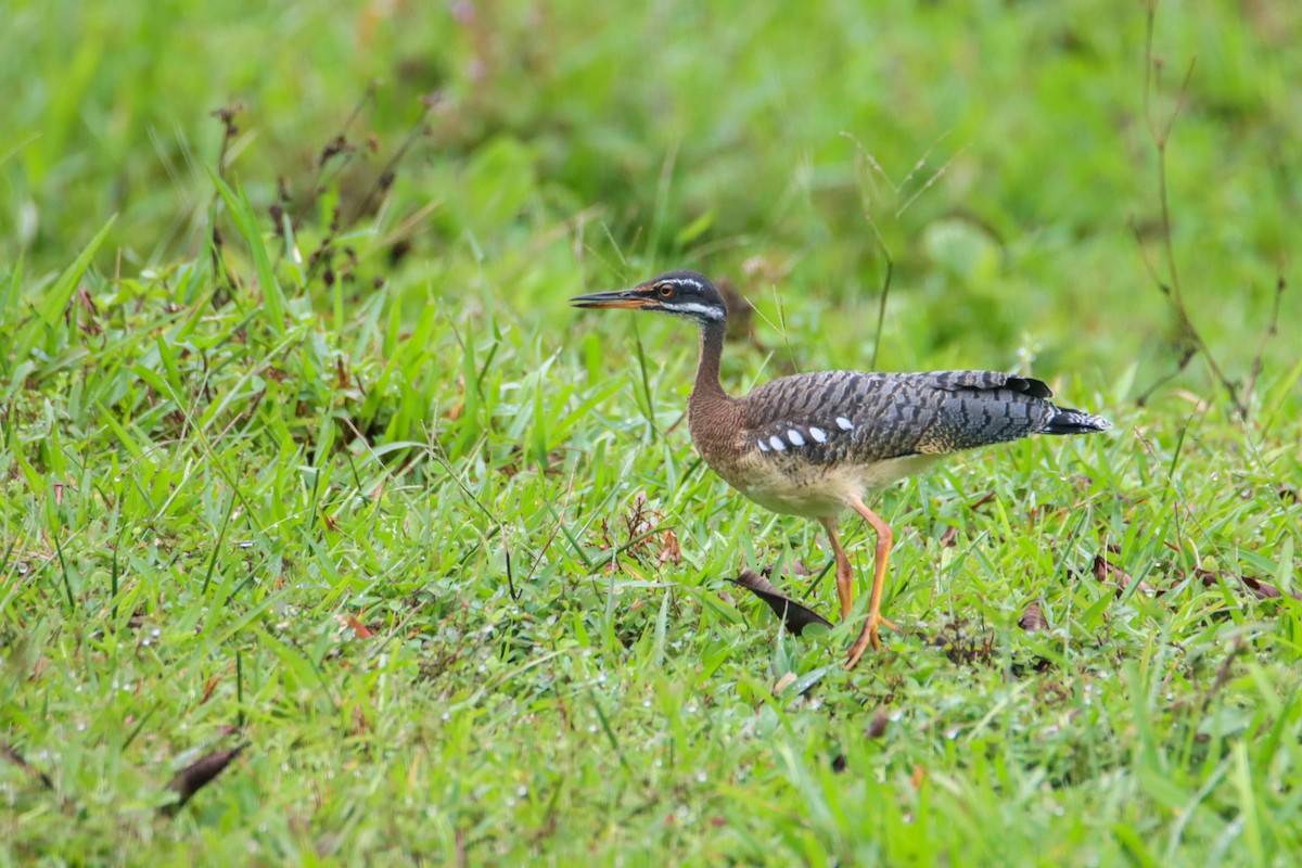 Sunbittern - ML589741291