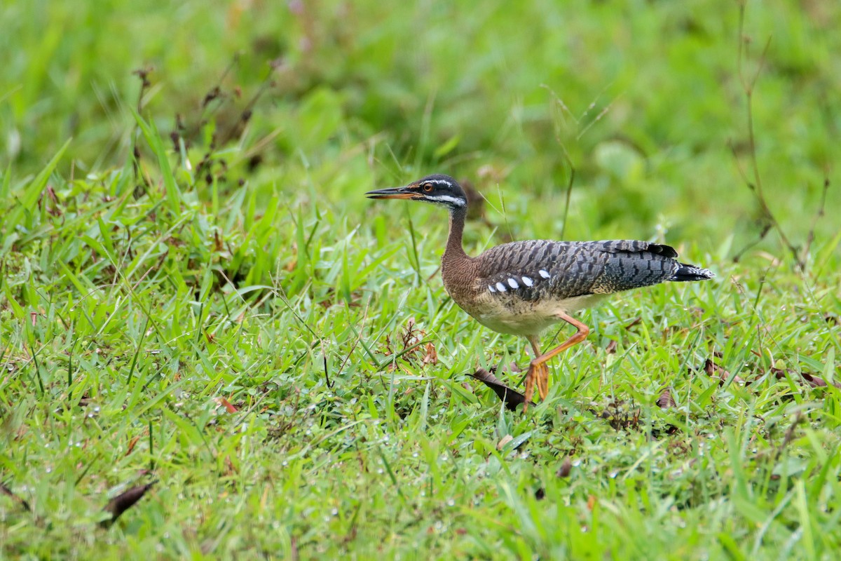 Sunbittern - ML589741301