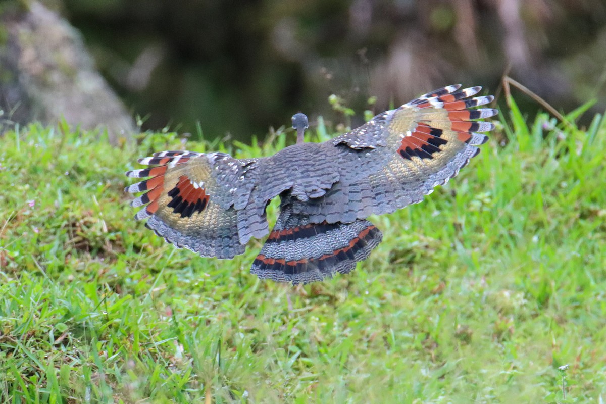 Sunbittern - ML589741311